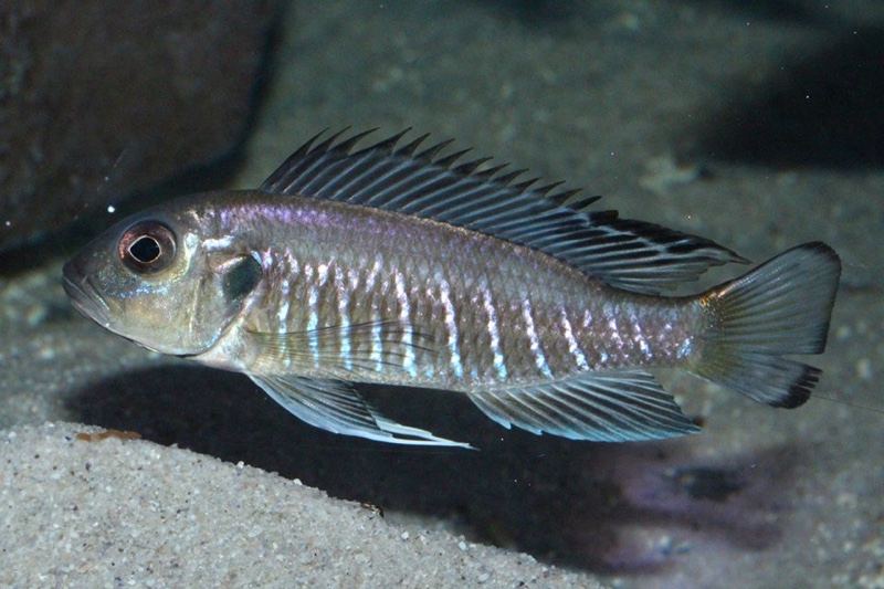 Triglachromis otostigma
